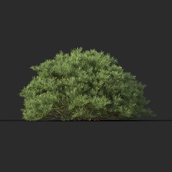 Maxtree-Plants Vol44 Banksia spinulosa 01 08 