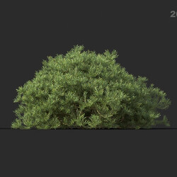 Maxtree-Plants Vol44 Banksia spinulosa 01 09 