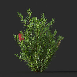 Maxtree-Plants Vol44 Callistemon citrinus 01 01 