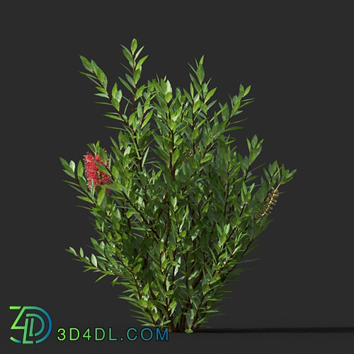 Maxtree-Plants Vol44 Callistemon citrinus 01 01