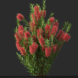 Maxtree-Plants Vol44 Callistemon citrinus 01 02 