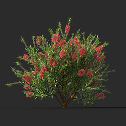 Maxtree-Plants Vol44 Callistemon citrinus 01 04 