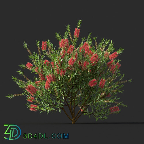 Maxtree-Plants Vol44 Callistemon citrinus 01 04