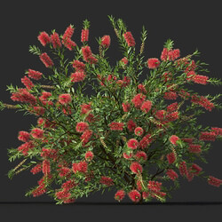 Maxtree-Plants Vol44 Callistemon citrinus 01 05 