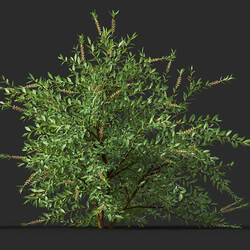 Maxtree-Plants Vol44 Callistemon citrinus 01 06 