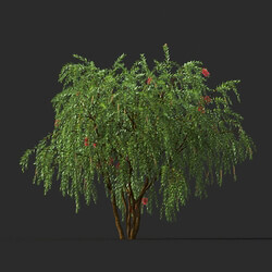 Maxtree-Plants Vol44 Callistemon citrinus 01 07 