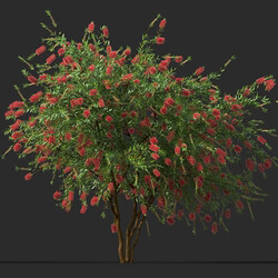 Maxtree-Plants Vol44 Callistemon citrinus 01 08 
