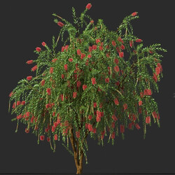 Maxtree-Plants Vol44 Callistemon citrinus 01 09 