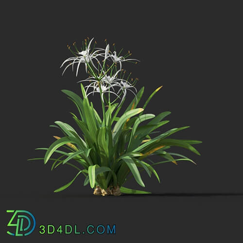 Maxtree-Plants Vol44 Hymenocallis littoralis 01 04