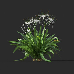 Maxtree-Plants Vol44 Hymenocallis littoralis 01 07 