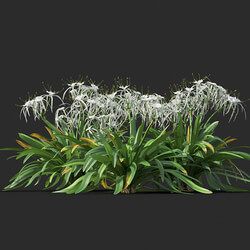 Maxtree-Plants Vol44 Hymenocallis littoralis 01 08 