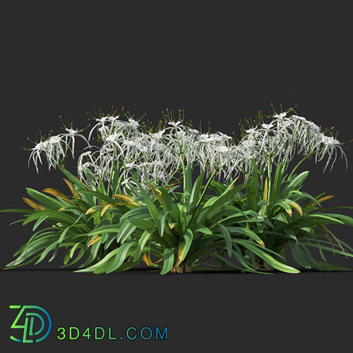 Maxtree-Plants Vol44 Hymenocallis littoralis 01 08