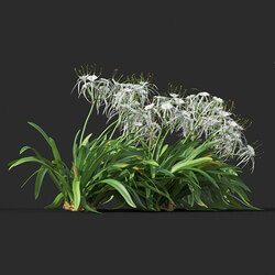Maxtree-Plants Vol44 Hymenocallis littoralis 01 09 