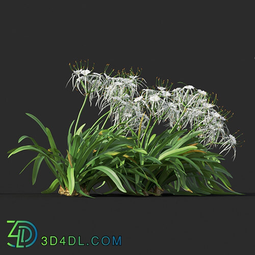 Maxtree-Plants Vol44 Hymenocallis littoralis 01 09