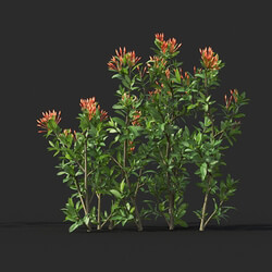 Maxtree-Plants Vol44 Ixora coral malay 01 02 