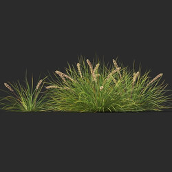 Maxtree-Plants Vol44 Lomandra fluviatilis 01 08 