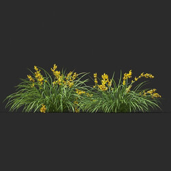Maxtree-Plants Vol44 Lomandra longifolia 01 05 