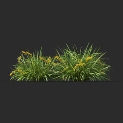 Maxtree-Plants Vol44 Lomandra longifolia 01 08 