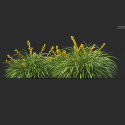 Maxtree-Plants Vol44 Lomandra longifolia 01 09 
