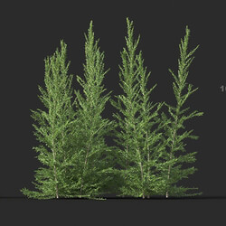 Maxtree-Plants Vol44 Melaleuca linariifolia 01 03 