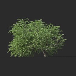 Maxtree-Plants Vol44 Melaleuca linariifolia 01 04 