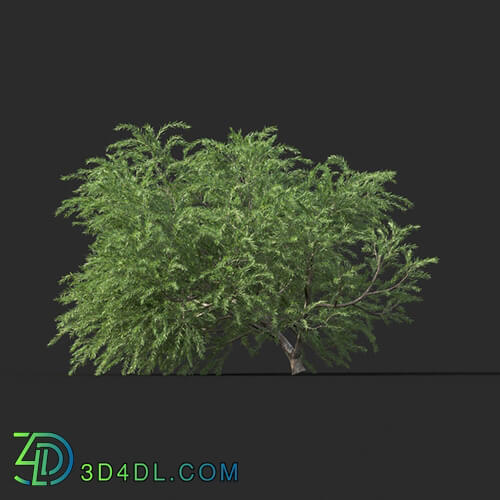Maxtree-Plants Vol44 Melaleuca linariifolia 01 04