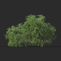 Maxtree-Plants Vol44 Melaleuca linariifolia 01 05 