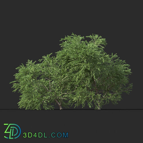 Maxtree-Plants Vol44 Melaleuca linariifolia 01 05