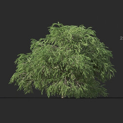 Maxtree-Plants Vol44 Melaleuca linariifolia 01 06 