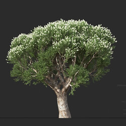 Maxtree-Plants Vol44 Melaleuca linariifolia 01 09 