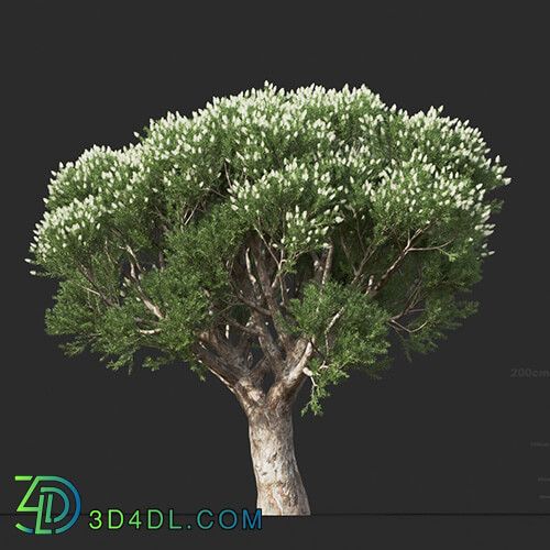 Maxtree-Plants Vol44 Melaleuca linariifolia 01 09