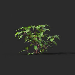 Maxtree-Plants Vol44 Melastoma affine 01 01 