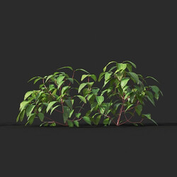 Maxtree-Plants Vol44 Melastoma affine 01 02 
