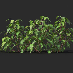 Maxtree-Plants Vol44 Melastoma affine 01 03 