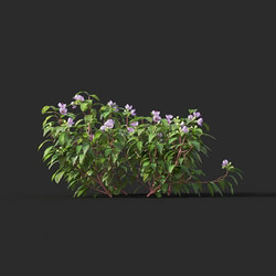 Maxtree-Plants Vol44 Melastoma affine 01 04 