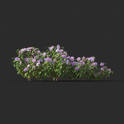 Maxtree-Plants Vol44 Melastoma affine 01 07 
