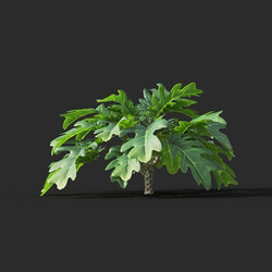 Maxtree-Plants Vol44 Philodendron xanadu 02 01 