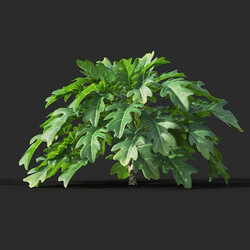 Maxtree-Plants Vol44 Philodendron xanadu 02 02 