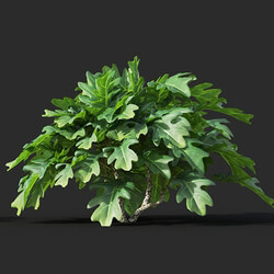Maxtree-Plants Vol44 Philodendron xanadu 02 03 