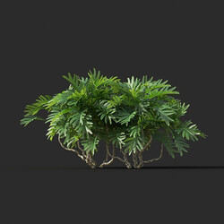 Maxtree-Plants Vol44 Philodendron xanadu 02 07 