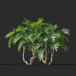 Maxtree-Plants Vol44 Philodendron xanadu 02 08 