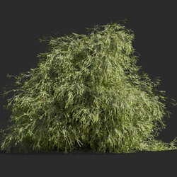 Maxtree-Plants Vol63 Filifera aureai 01 01 