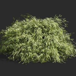 Maxtree-Plants Vol63 Filifera aureai 01 05 