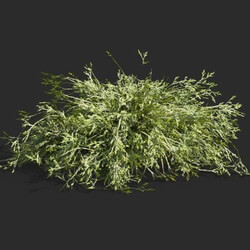 Maxtree-Plants Vol63 Filifera aureai 01 06 