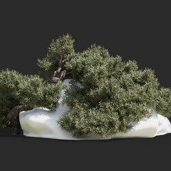 Maxtree-Plants Vol63 Juniperus communis 01 01 