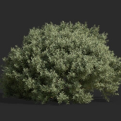 Maxtree-Plants Vol63 Juniperus communis 01 03 