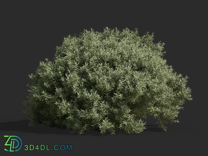 Maxtree-Plants Vol63 Juniperus communis 01 03