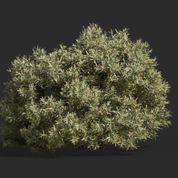 Maxtree-Plants Vol63 Juniperus communis 01 04 
