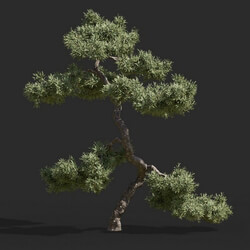Maxtree-Plants Vol63 Juniperus communis 01 05 