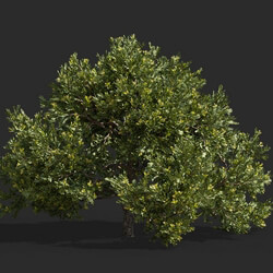 Maxtree-Plants Vol63 Juniperus occidentalis Rheingold 01 01 
